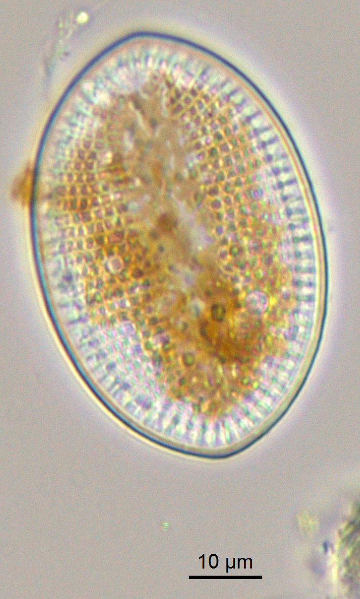 Cocconeis maxima live14923 1