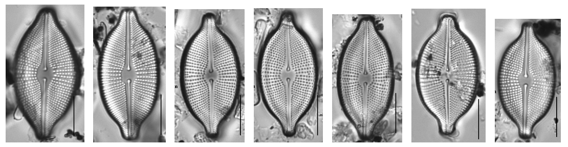 Cosmioneis ANSP GC20035