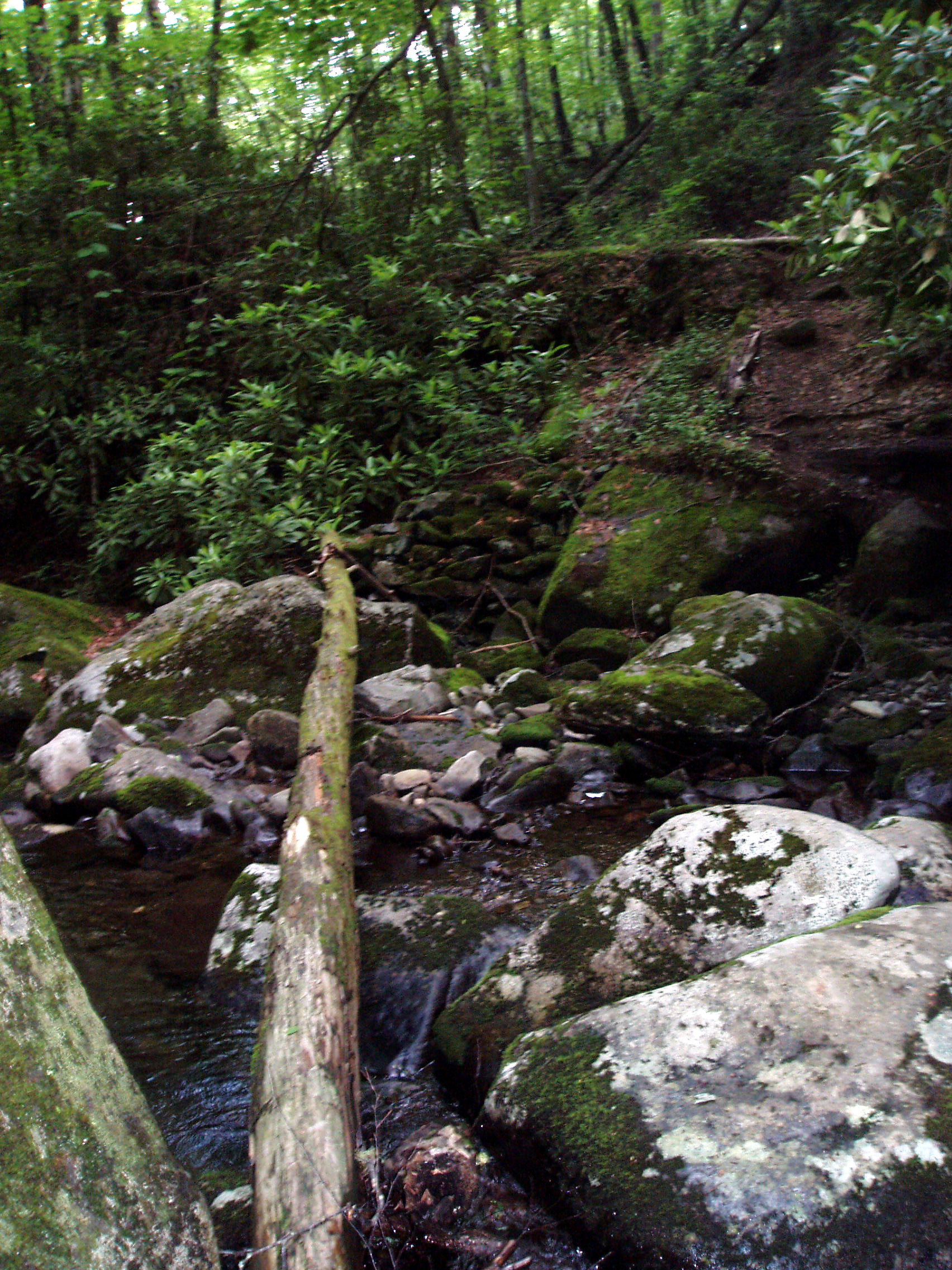 Gsm 6 27 05 3  F 0227  Algal Twig  Type Locality