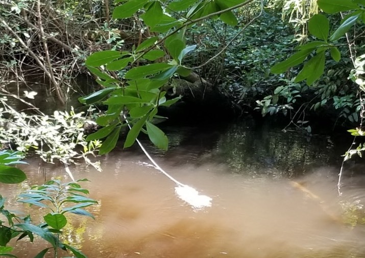 Gomphonema marriae habitat 1