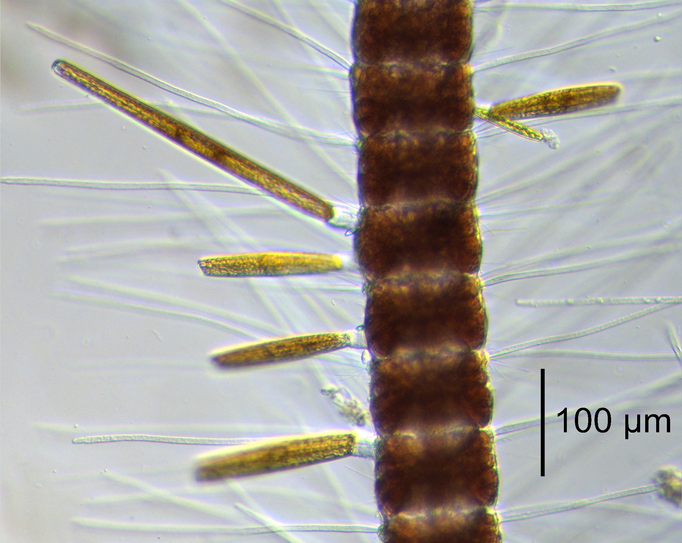 Grunowago bacillaris and Ardissoneopsis fulgicans 20278 live