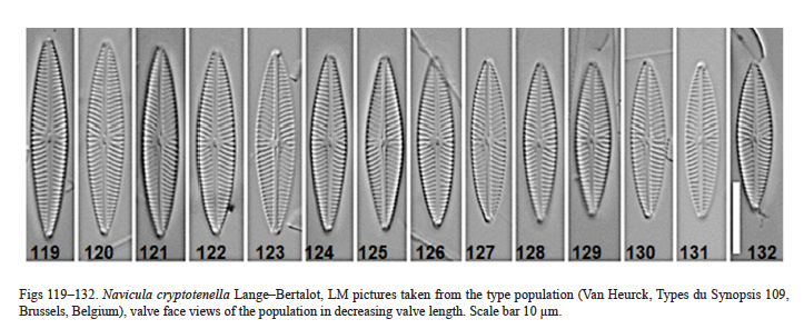 Navicula cryptotenella Van Heurck type