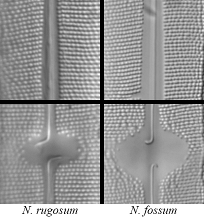 Neidium rugosum vs fossum