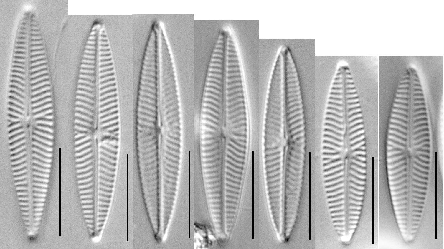 VH107 NA Vcrypt sizeseries