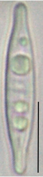 Tursiocola ziemanii LM6