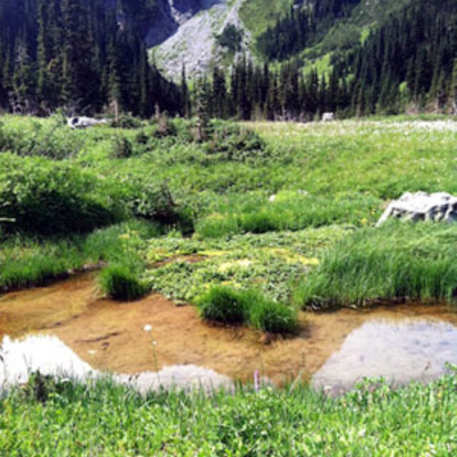 Berkeley  Park  Pond Small,  Mount  Rainier 2