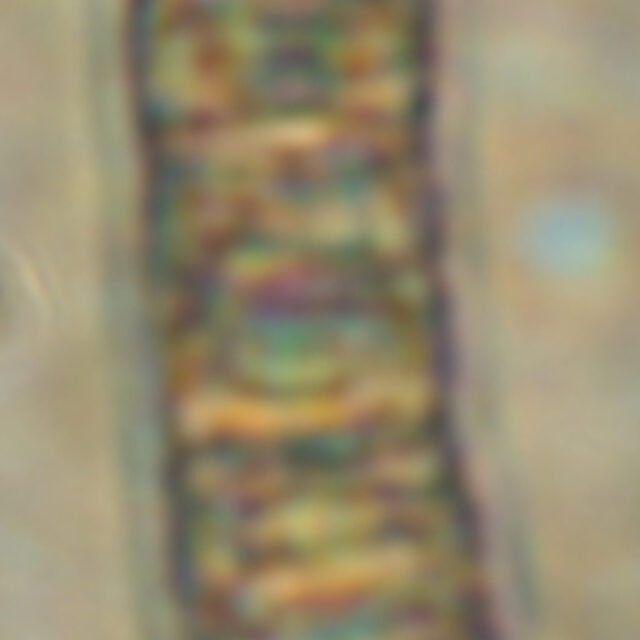 Aulacoseira scalaris Live
