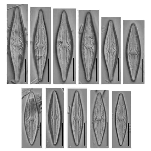 Brachysira elisabethiana type population