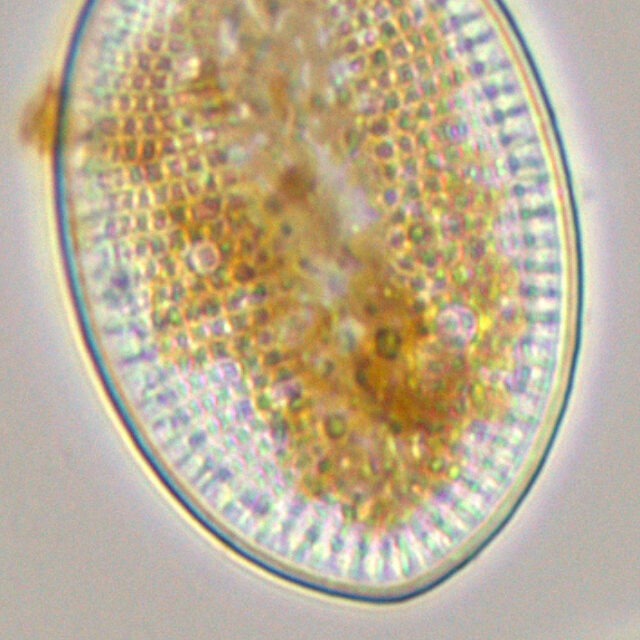 Cocconeis maxima live14923 1