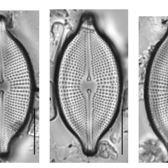 Cosmioneis ANSP GC20035