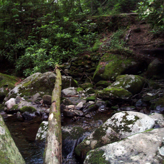 Gsm 6 27 05 3  F 0227  Algal Twig  Type Locality