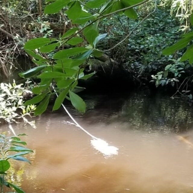 Gomphonema marriae habitat 1