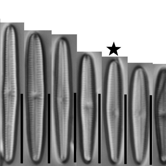 Gomphonema Tackei Var Brevistriata  Holotype  Range Stars In Circle  Gc53756