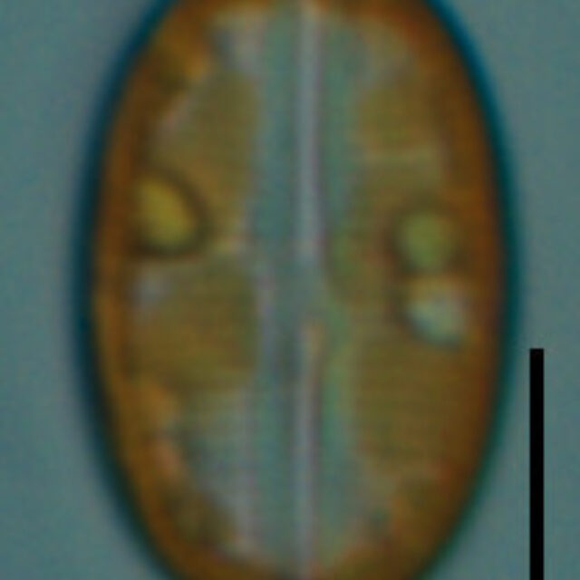 Live Image 1 SRS2 UTRPUR mat
