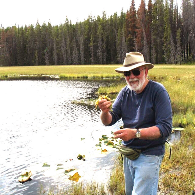Loren Squeezing  Sphagnum At  Drosera  Pond  Imrna 1