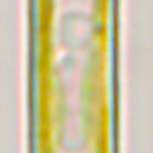 Ns  Mmd 9 2014  F Synegrotesca Live  Gv 1