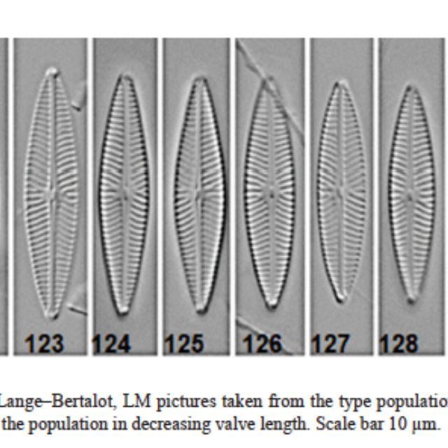 Navicula cryptotenella Van Heurck type