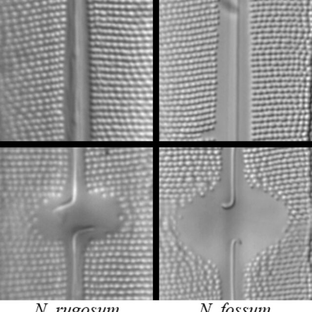 Neidium rugosum vs fossum