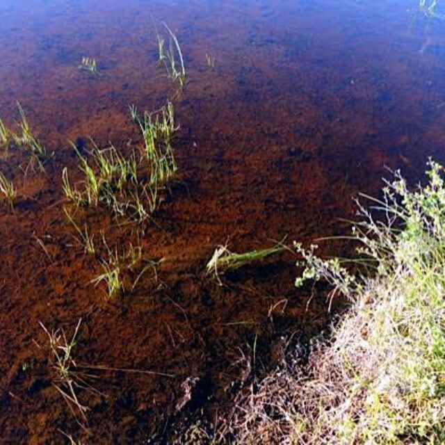 Sample 685601  Closeup Of Wetland Pool Near  Baillie  River