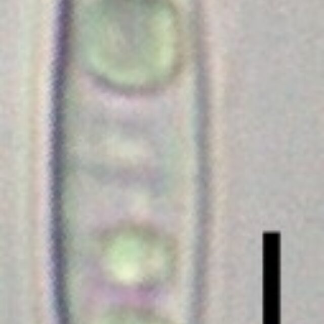 Tursiocola ziemanii LM6