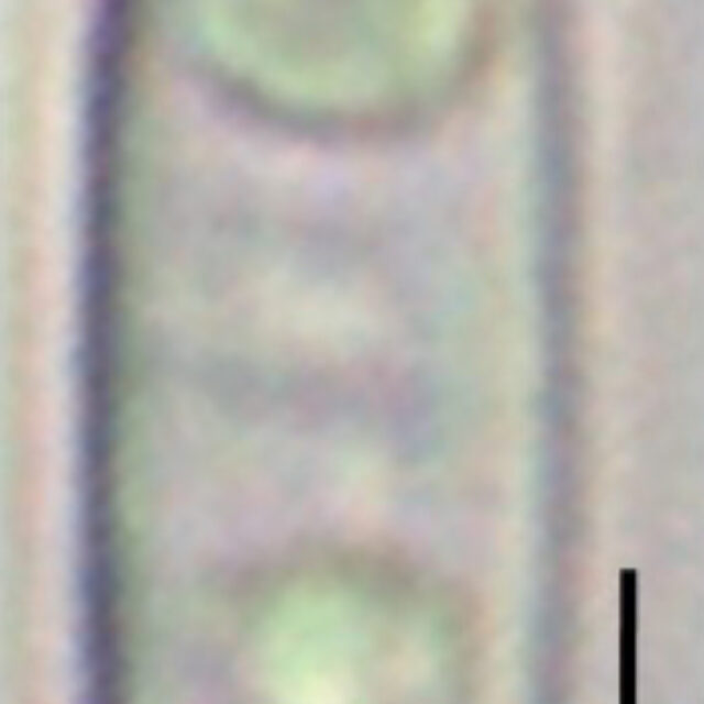 Tursiocola ziemanii LM6