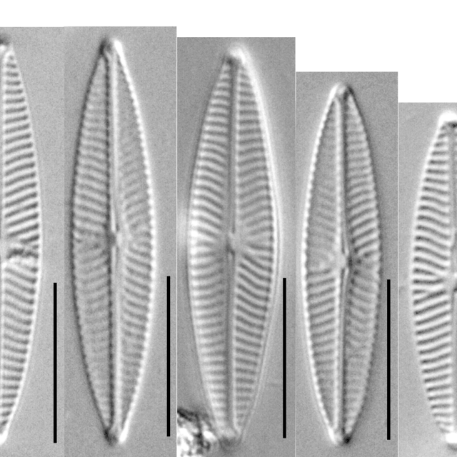 VH107 NA Vcrypt sizeseries