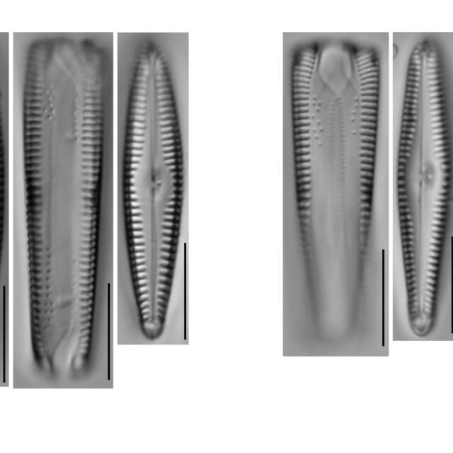 G Amerhombicum Western Usa Populations   Or Cl