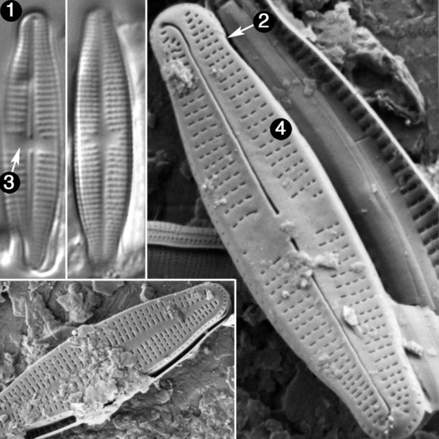 Achnanthidium thienemannii guide