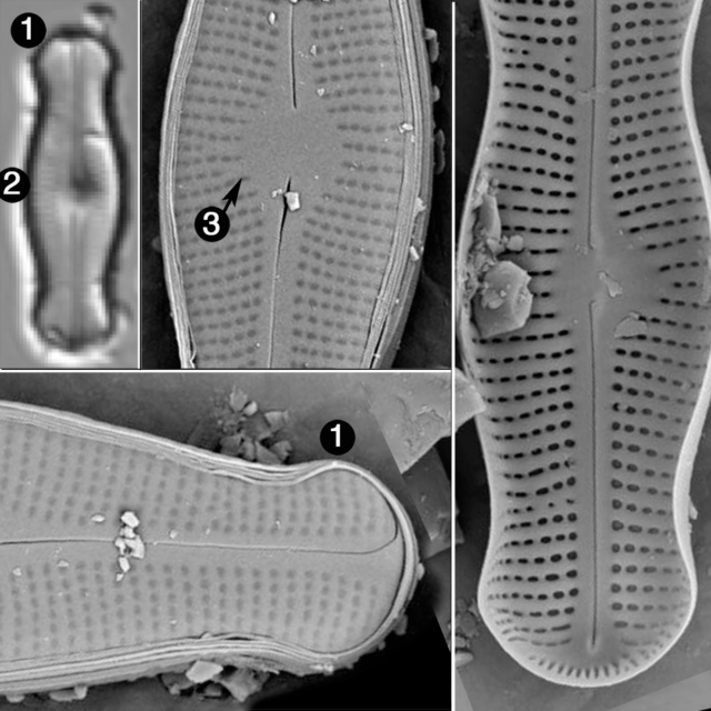 Adlafia ossiformis guide