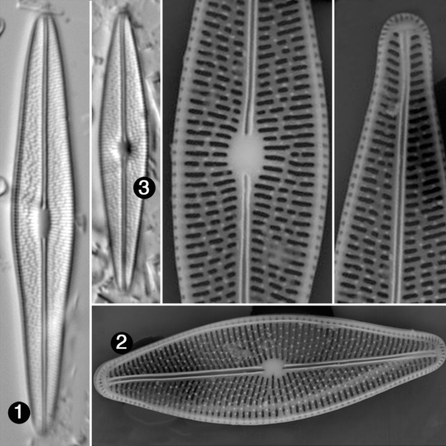 Brachysira chiarucci guide2