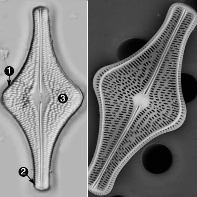Brachysira follis guide2