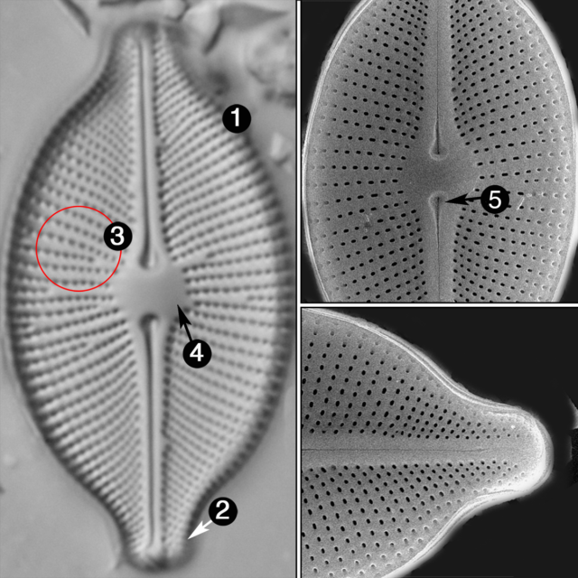 Cosmioneis pusilla guide