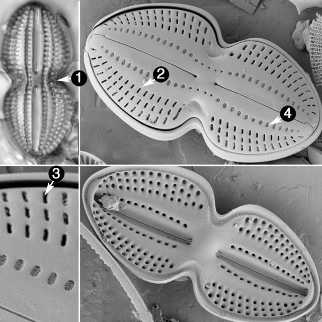 Diploneis bombus guide