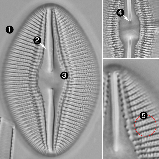 Diploneis dilatata guide