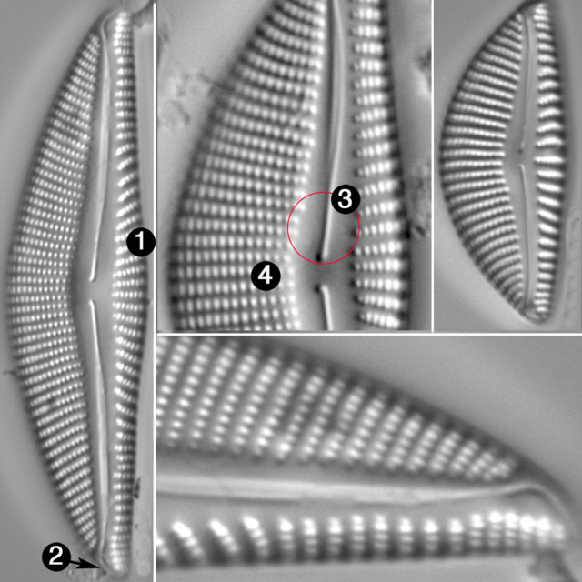 Encyonema kamtschaticum guide