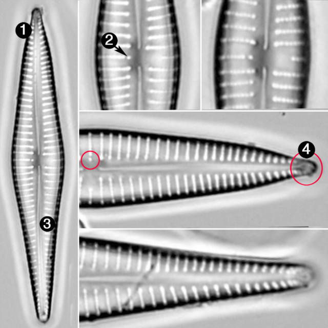 Gomphonema marriae guide