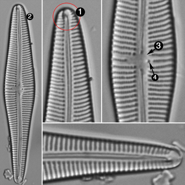 Gomphonema stonei guide