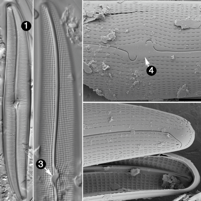Gyrosigma nodiferum guide