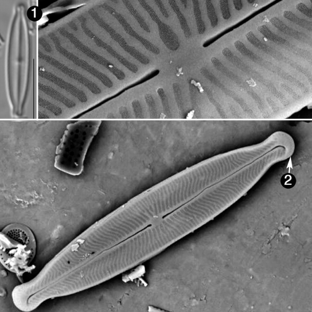 Kobayasiella tursujuqensis guide