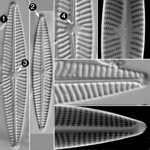 Navicula cryptotenella guide