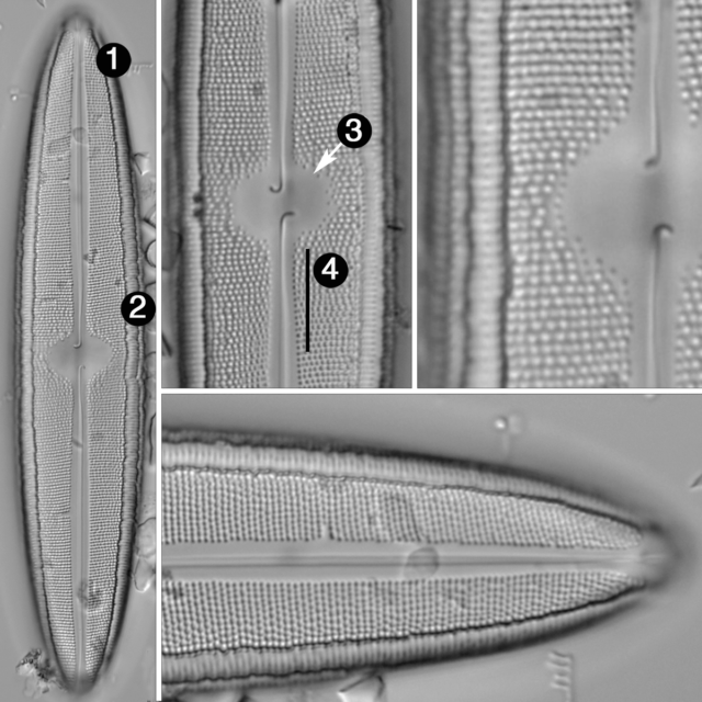 Neidium fossum guide3