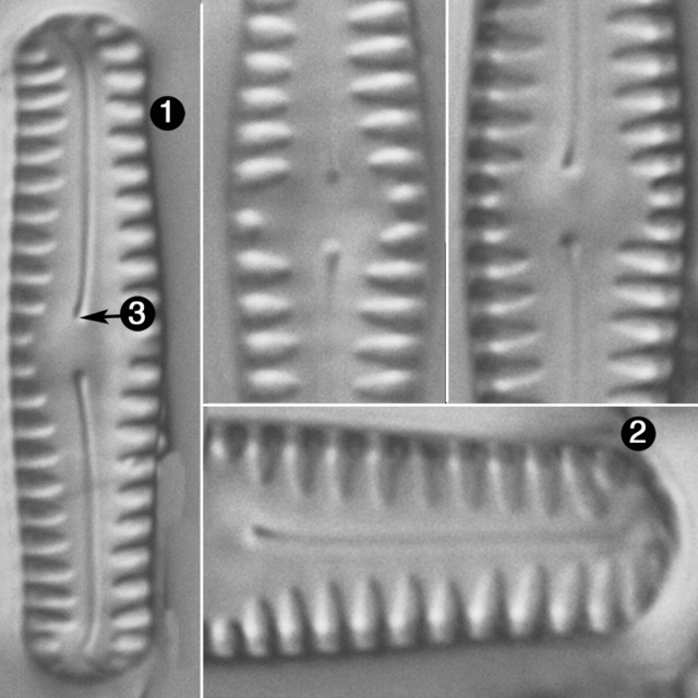 Pinnularia pseudoparva guide