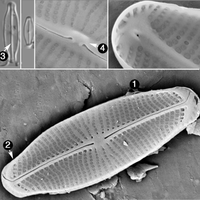Sellaphora vincentiana guide