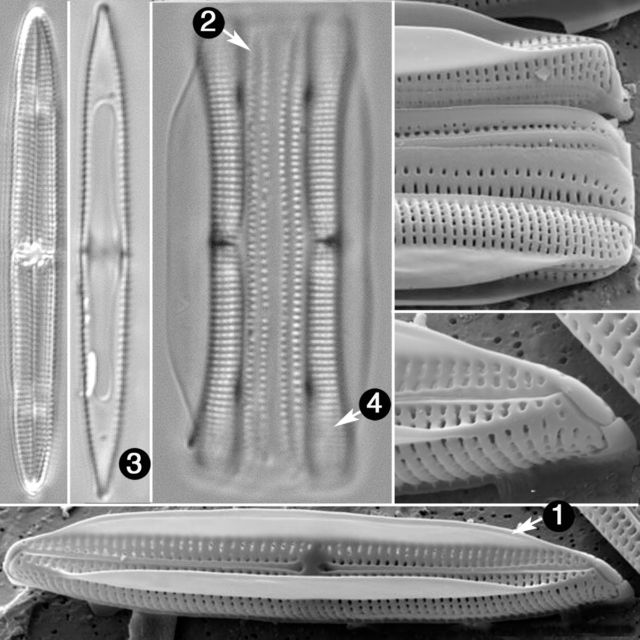 Tursicola alata guide