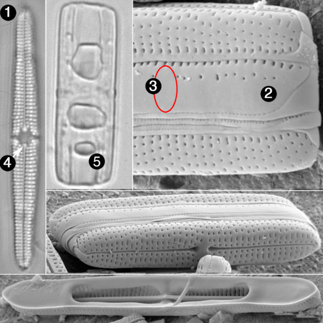 Tursicola bondei guide