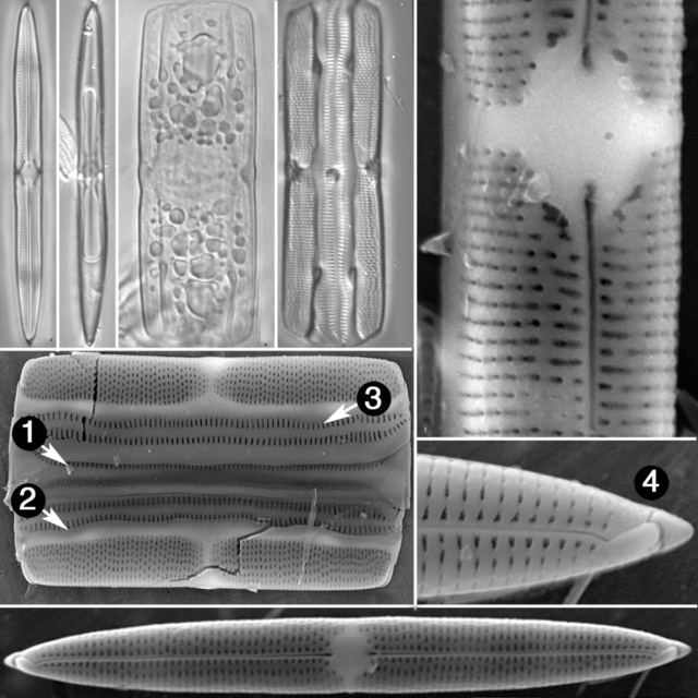 Tursicola variocopulifera guide