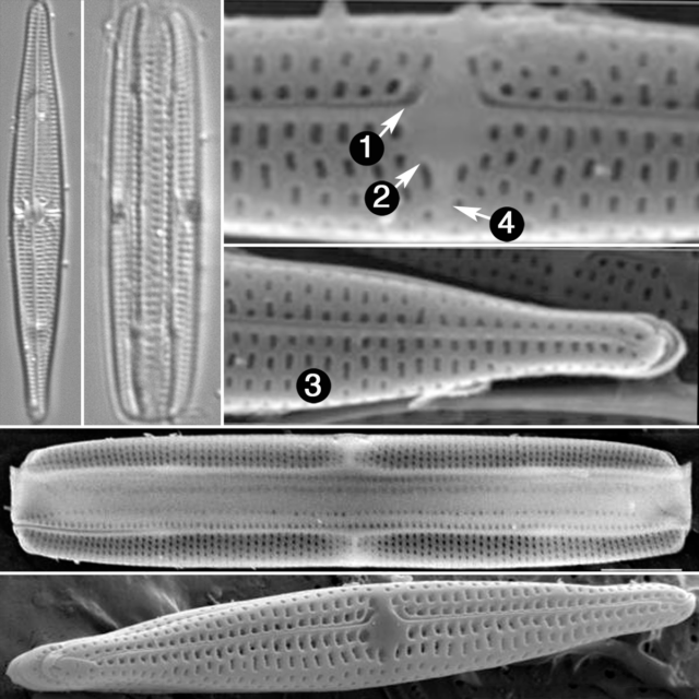 Tursicola ziemanii guide