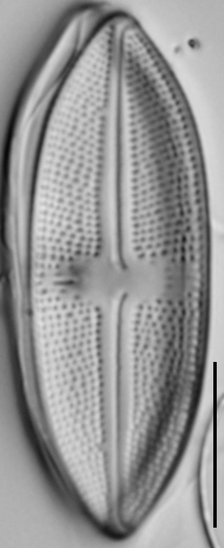 15596A 09042015 39 Cl