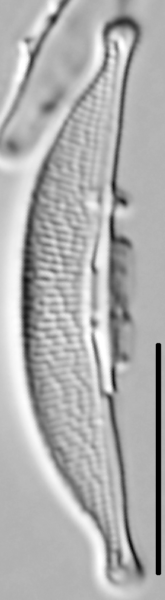 Halamphora oligotraphenta LM4