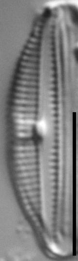 44892  Amphora Bicapitata 11  Typeslide Cl